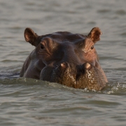 Lac Tana - Hippopotame ©A.G.